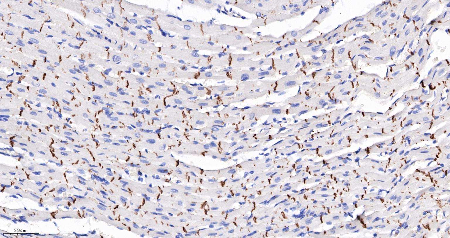 N-cadherin Mouse mAb(bsm-34125