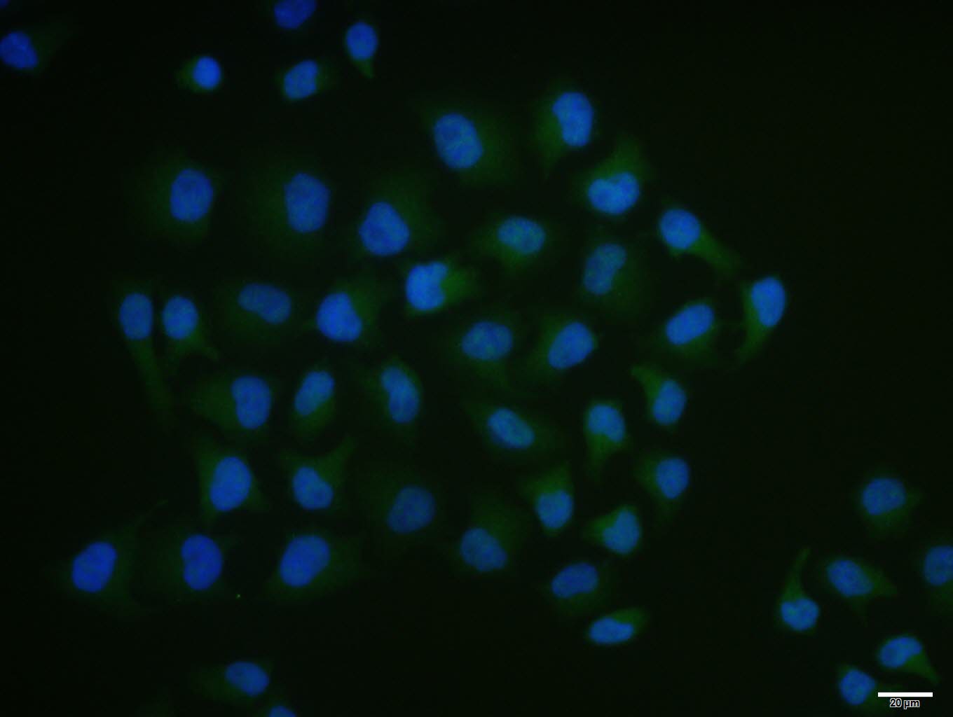 phospho-SIRT6 (Ser338) Rabbit 