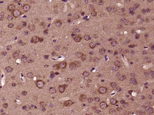 AMPK beta 2 Rabbit pAb(bs-2023