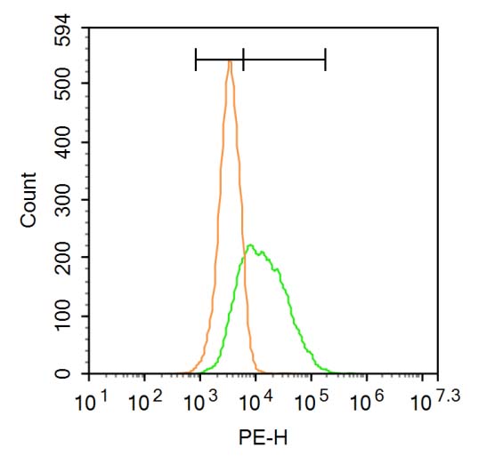Frizzled 1/Wnt receptor Rabbit