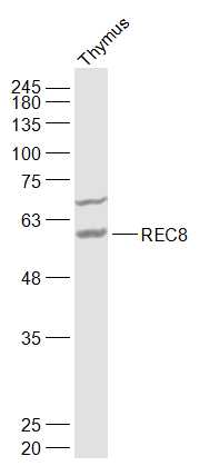 REC8 Rabbit pAb(bs-7723R)-50ul
