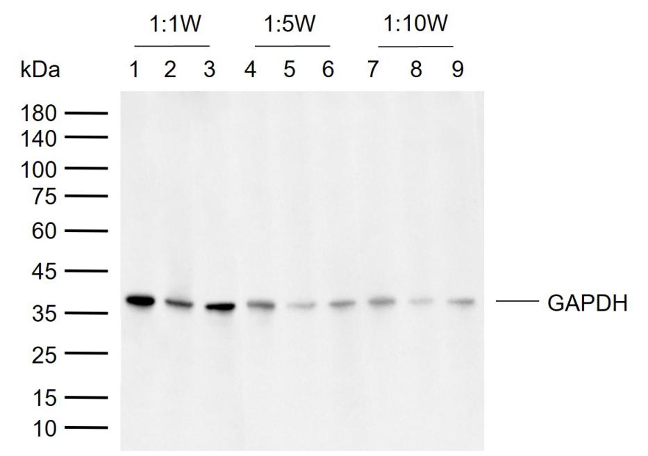 GAPDH Rabbit pAb, Loading Cont