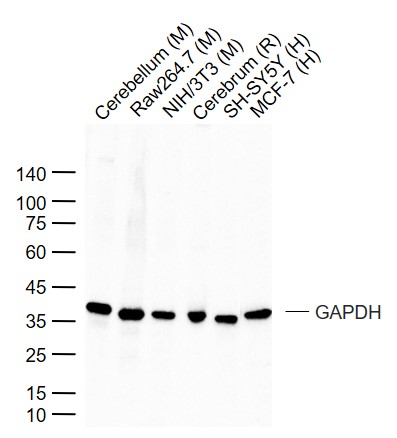 GAPDH Rabbit pAb, Loading Cont