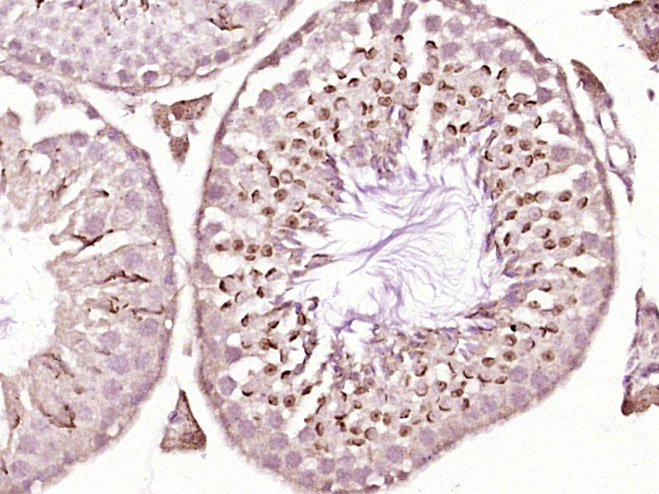 phospho-IRF3 (Ser386) Rabbit p