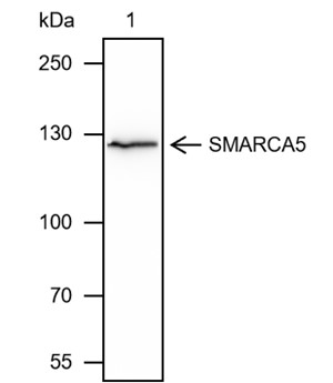 SMARCA5 Recombinant Mouse mAb(