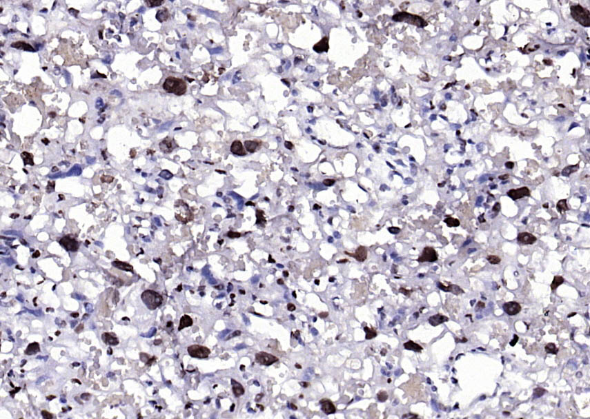 phospho-BRAF (Thr401) Rabbit p