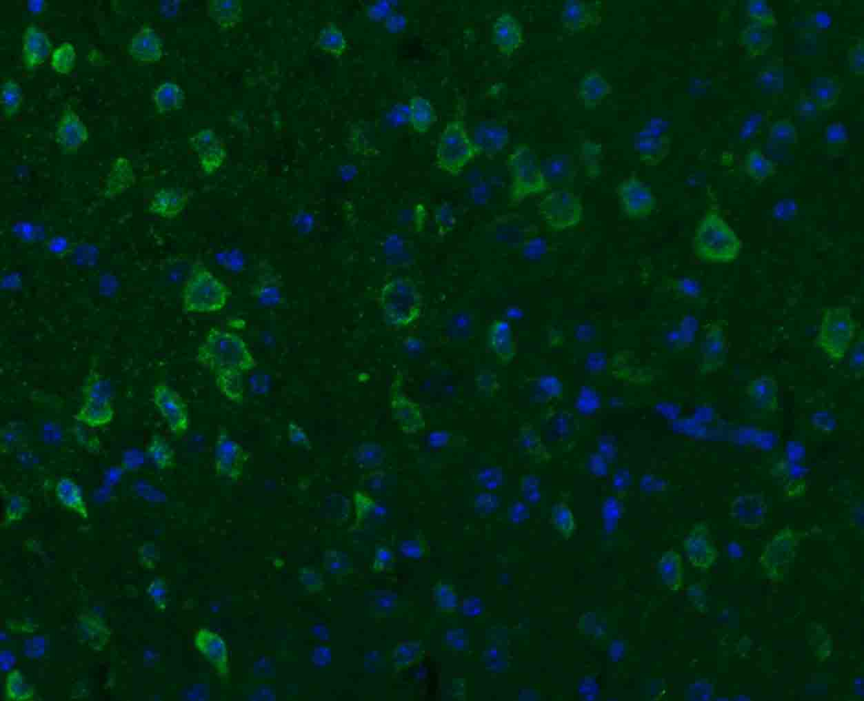 SGCB Rabbit pAb(bs-1127R)-50ul