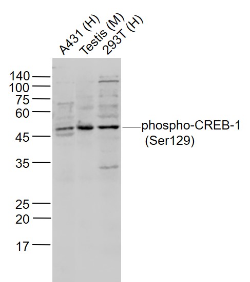 phospho-CREB-1 (Ser129) Rabbit