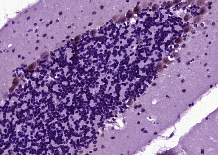 phospho-Tau (Ser262) Rabbit pA