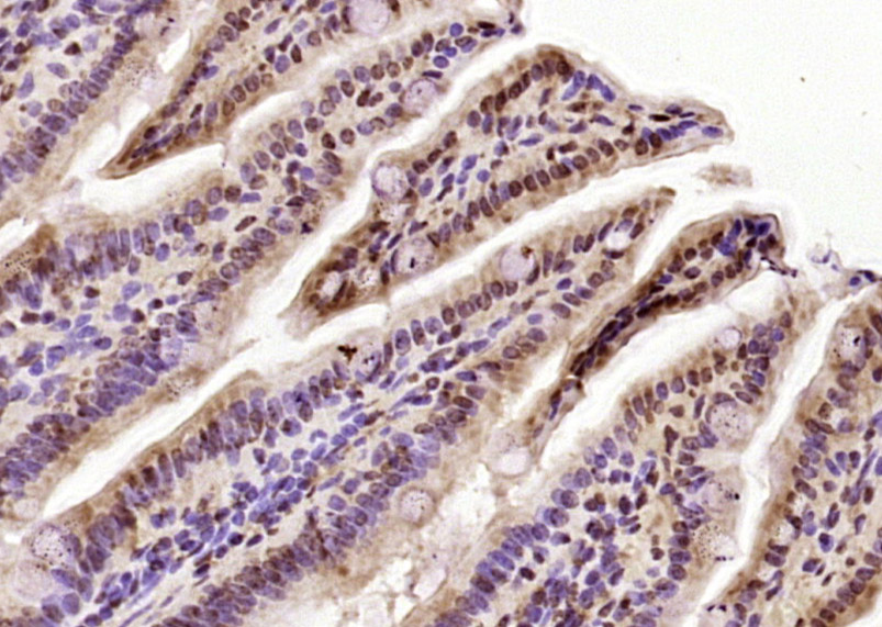 HCF2 Rabbit pAb(bs-9843R)-50ul