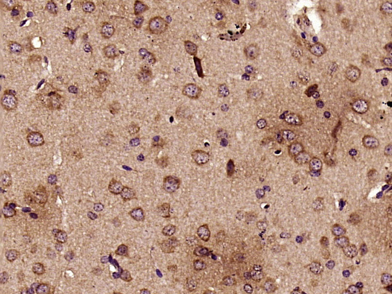 TOP1MT Rabbit pAb(bs-1211R)-50