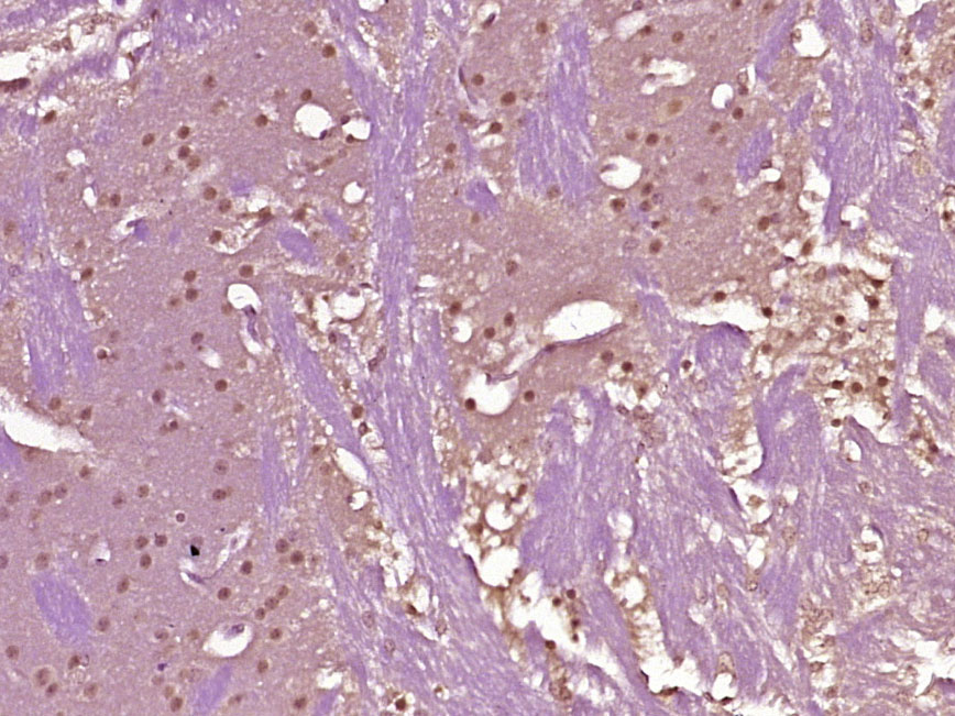 phospho-MDMX (Ser367) Rabbit p