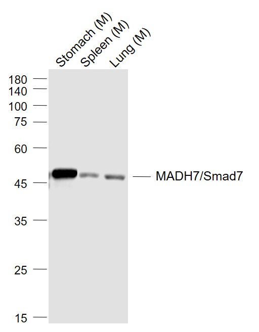SMAD7 Rabbit pAb(bs-0566R)-50u