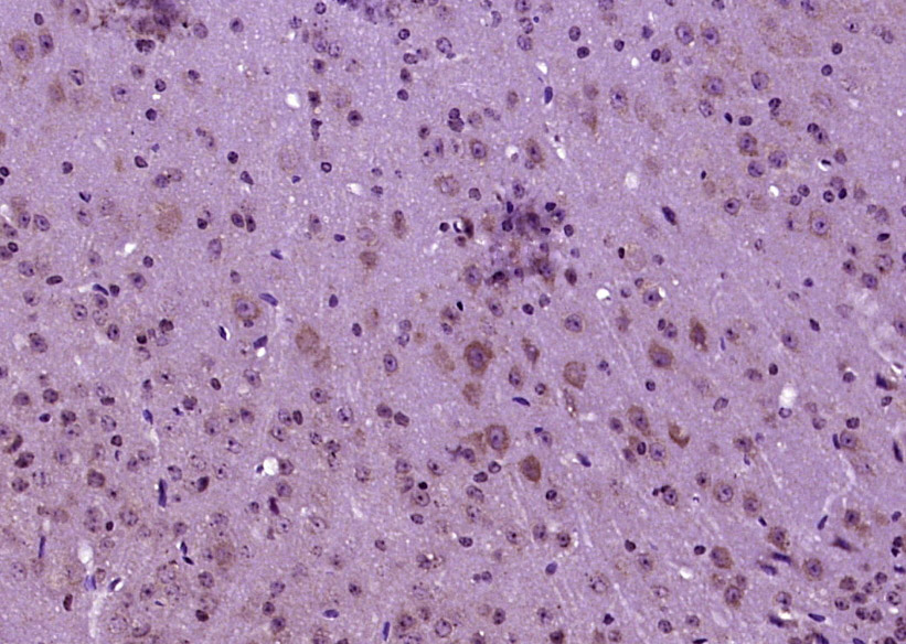 phospho-Tau (Ser262) Rabbit pA