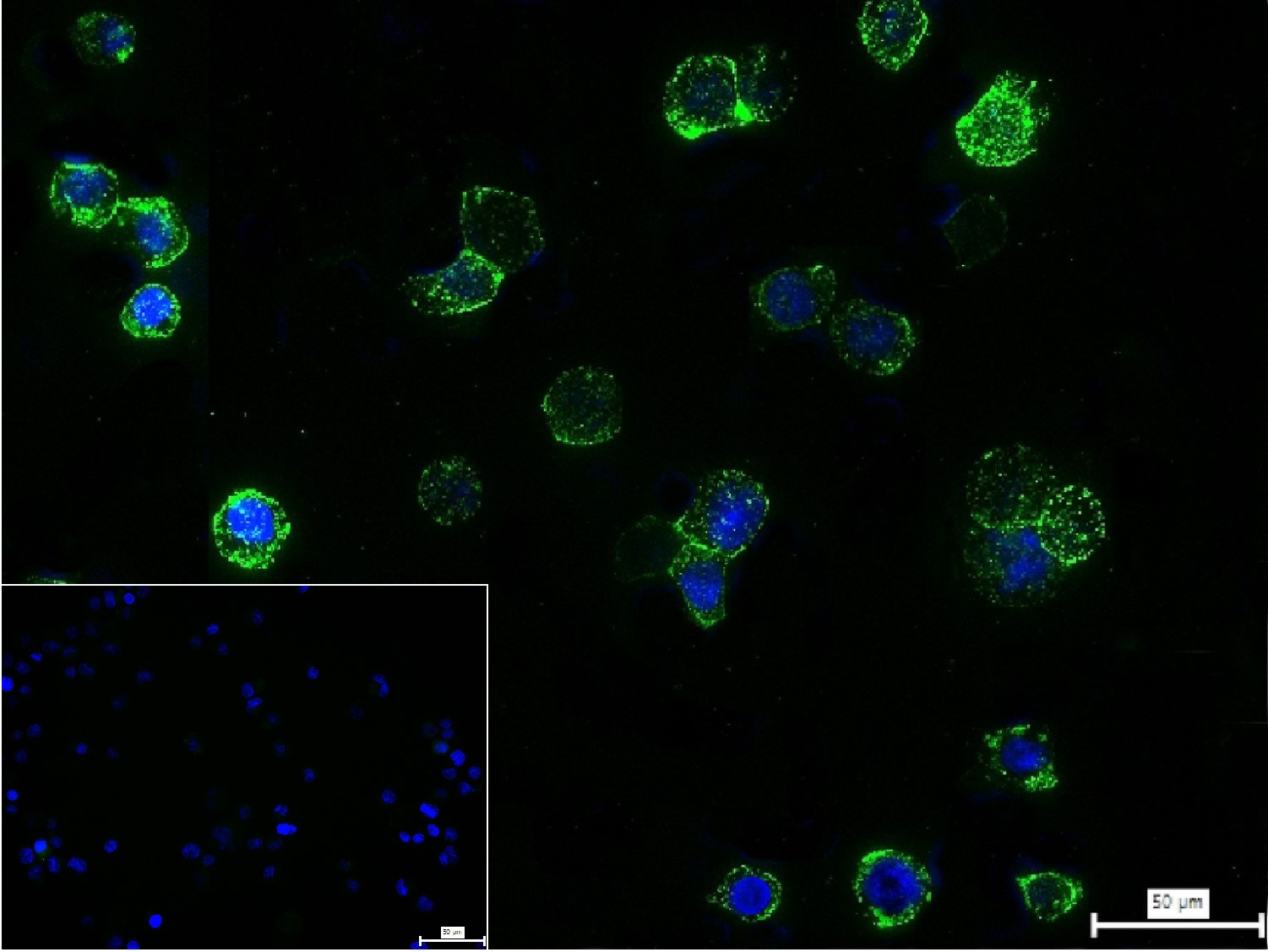 BCL10 Rabbit pAb(bs-2733R)-50u