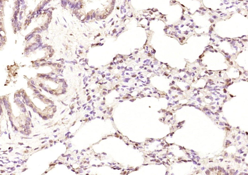 Karyopherin beta 3 Rabbit pAb(