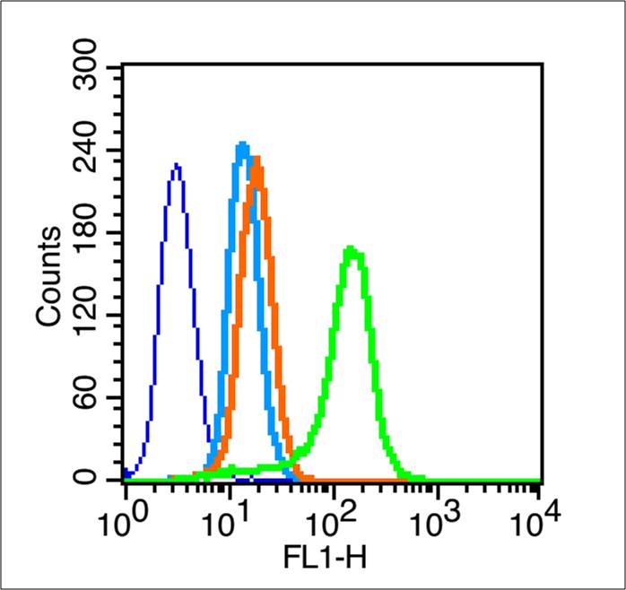 phospho-Cyclin B1 (Ser133) Rab