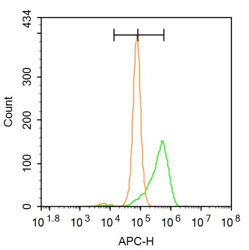 phospho-Bcl-2 (Ser70) Rabbit p