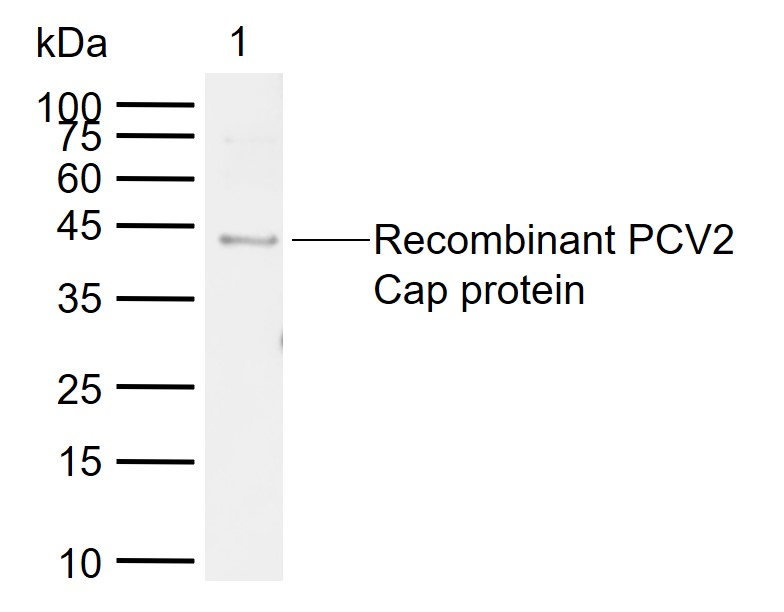 PCV2 Cap protein Rabbit pAb(bs