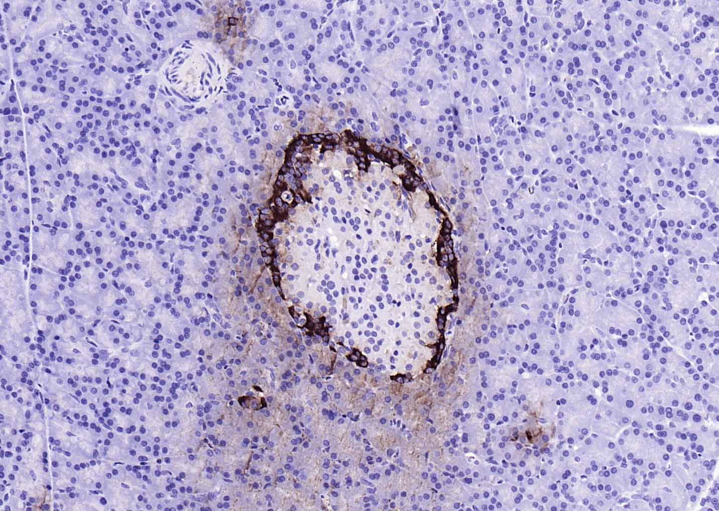 GLP-1(1G9) Mouse mAb(bsm-0933M