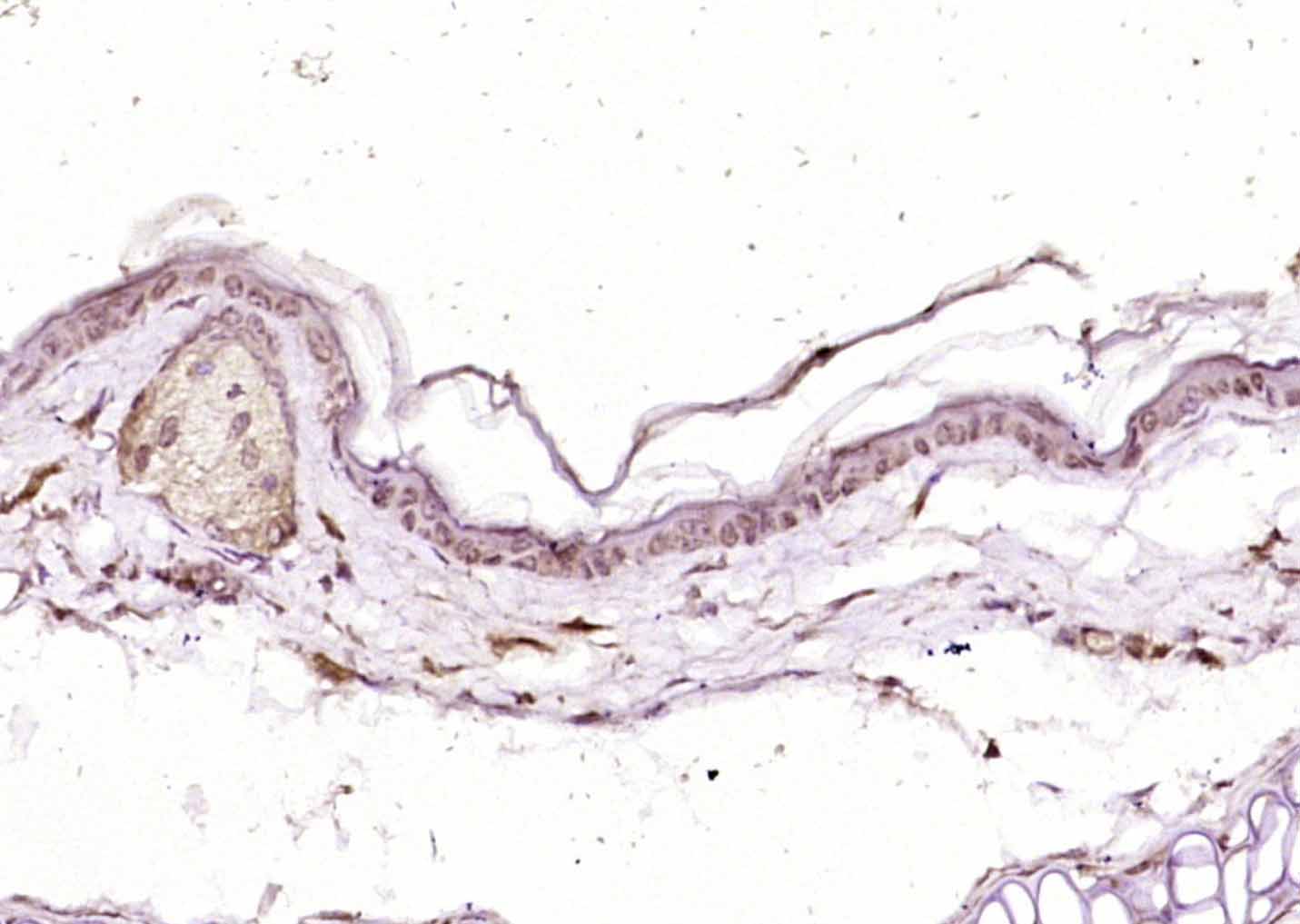RHEB Rabbit pAb(bs-3832R)-50ul