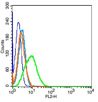 phospho-NFKB p65 (Ser281) Rabb