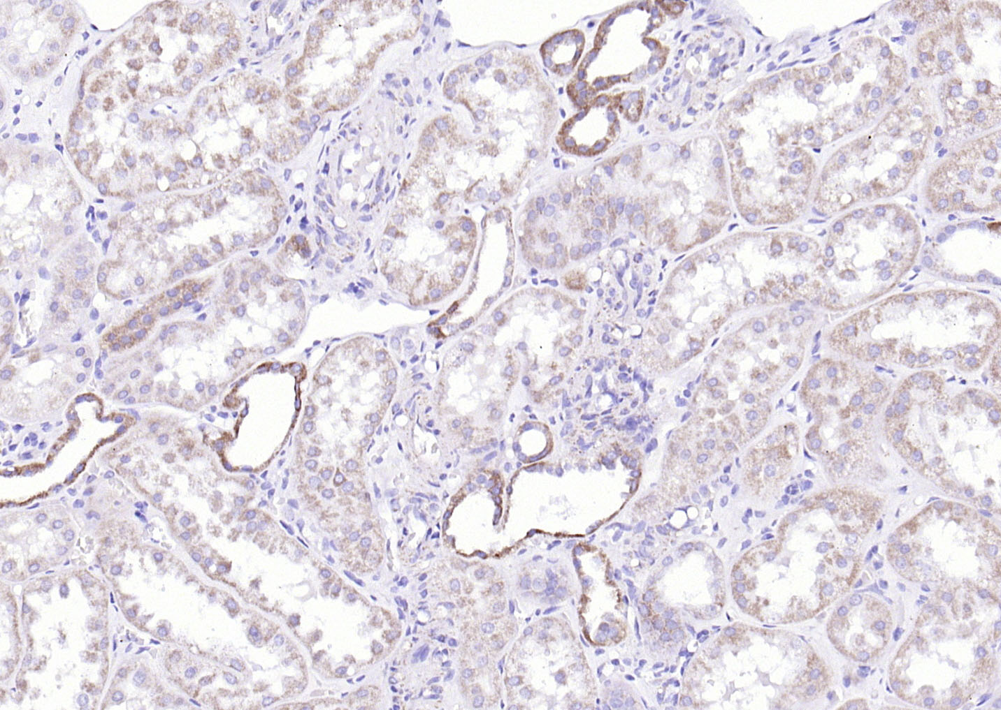 COX6c Rabbit pAb(bs-12925R)-50