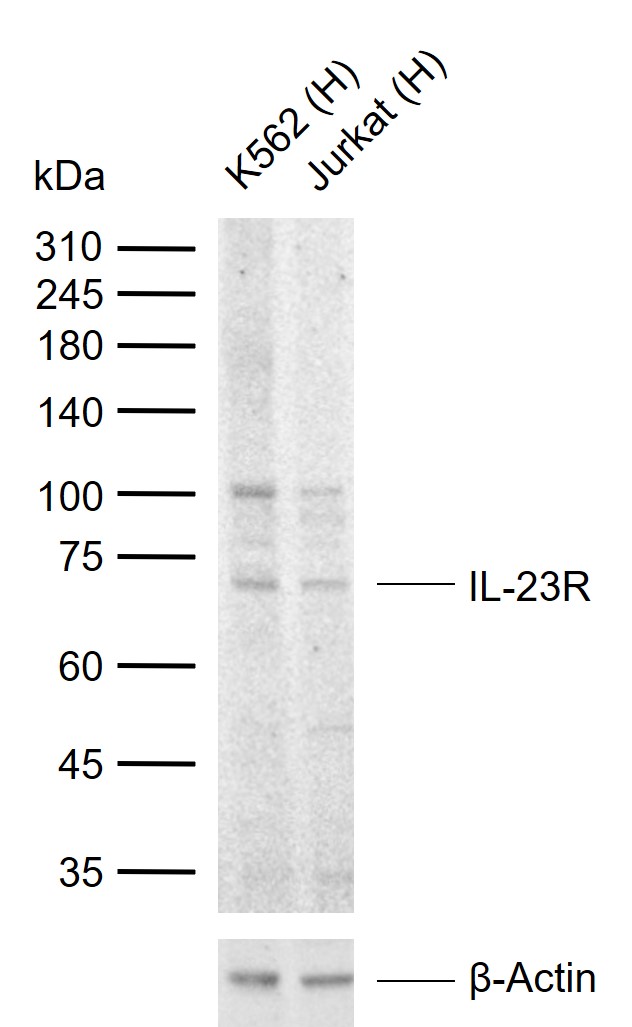 IL-23R Rabbit pAb(bs-1460R)-50