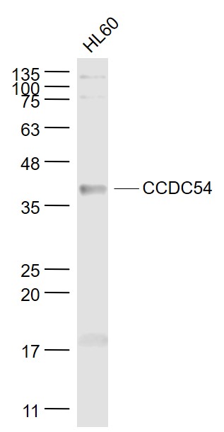 CCDC54 Rabbit pAb(bs-8135R)-50