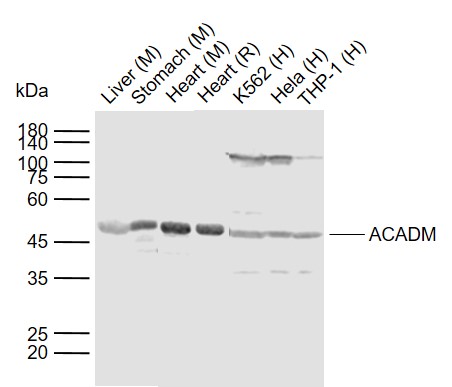 ACADM Rabbit pAb(bs-4047R)-50u