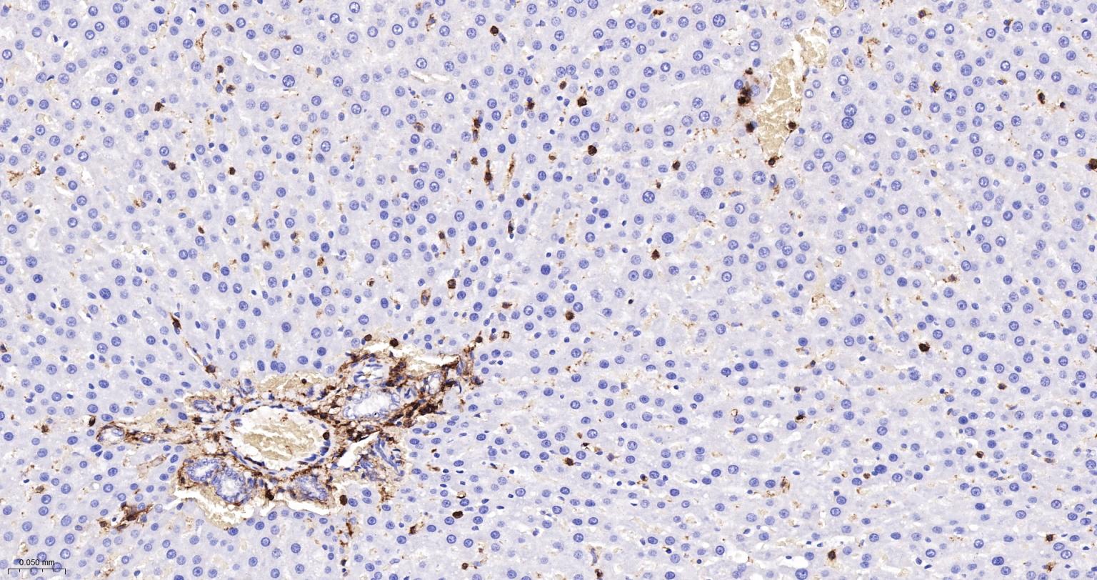CD44 Recombinant Rabbit mAb(bs