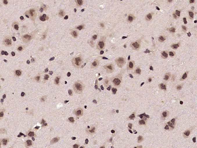 phospho-cdc25C (Thr48) Rabbit 