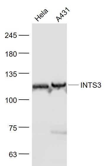 INTS3 Rabbit pAb(bs-9766R)-50u
