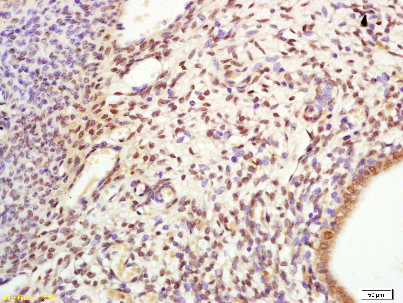 Cdc6 Rabbit pAb(bs-1390R)-50ul