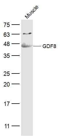 GDF8 Rabbit pAb(bs-1288R)-50ul