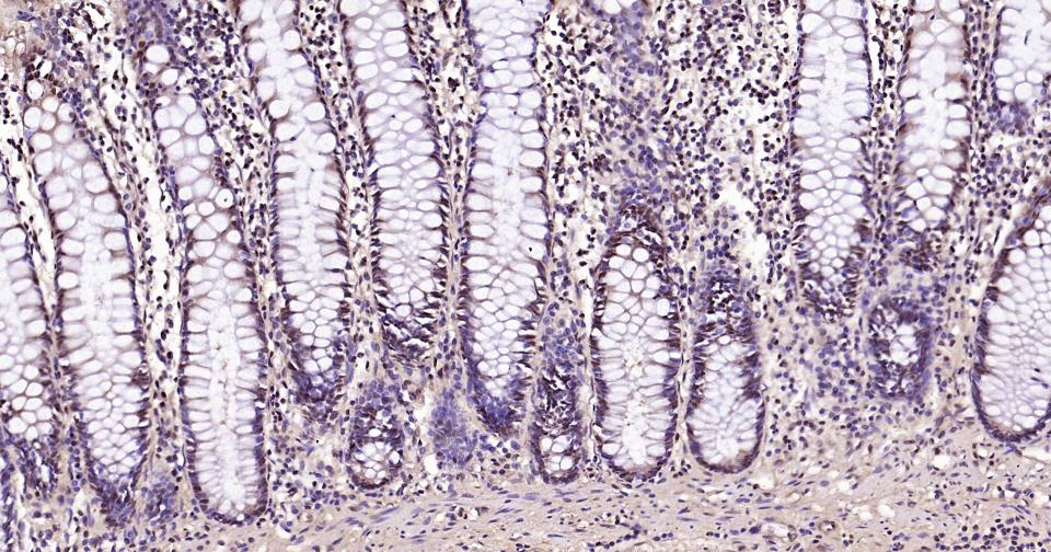 GAPDH Rabbit pAb, Loading Cont