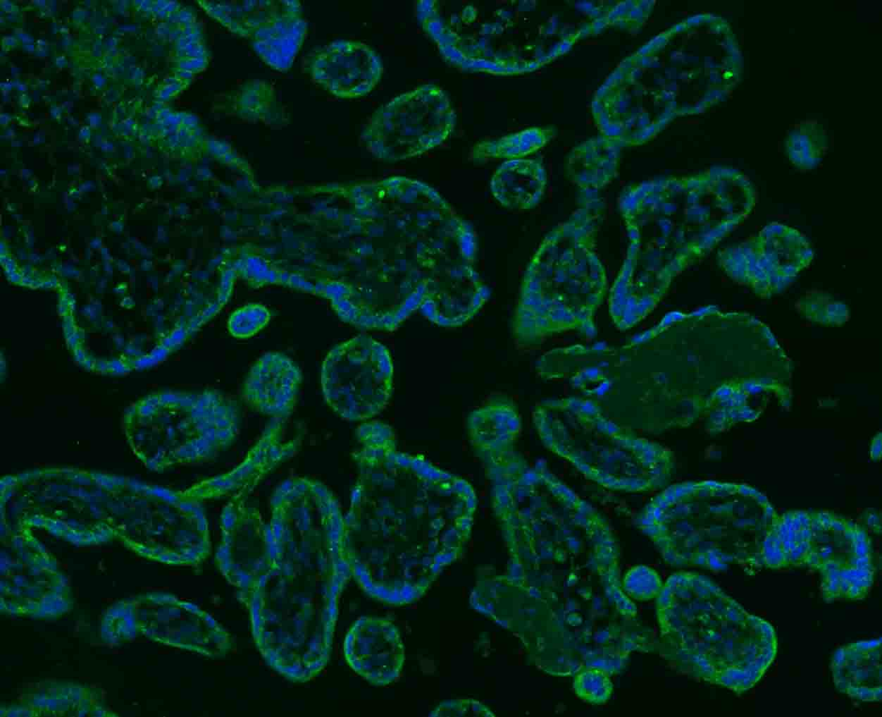 SGCB Rabbit pAb(bs-1127R)-50ul