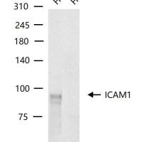 ICAM1 Knockout Hela Cell Line (Pool)