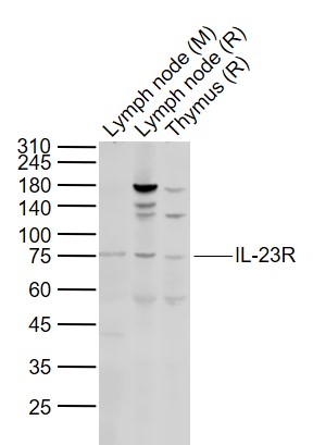 IL-23R Rabbit pAb(bs-1460R)-50