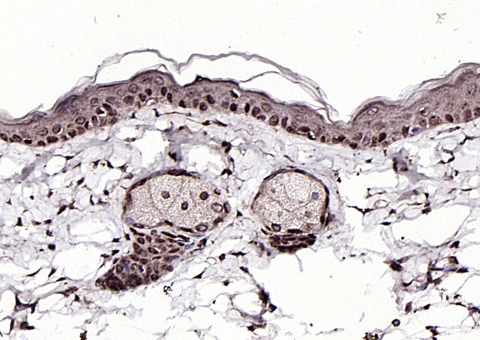 SPDEF Rabbit pAb(bs-1866R)-50u