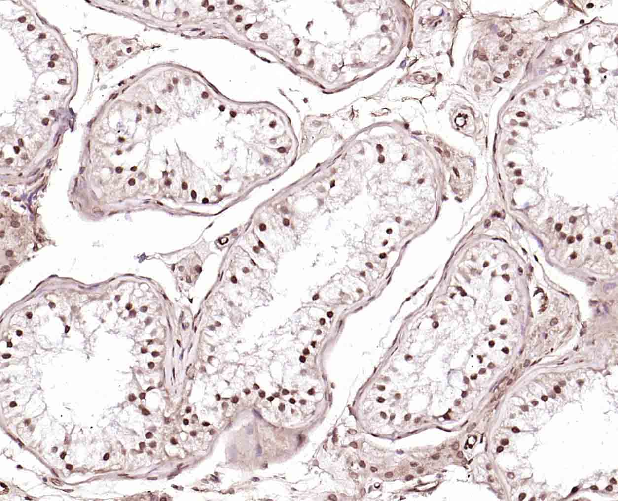 CLK2 Rabbit pAb(bs-7907R)-50ul