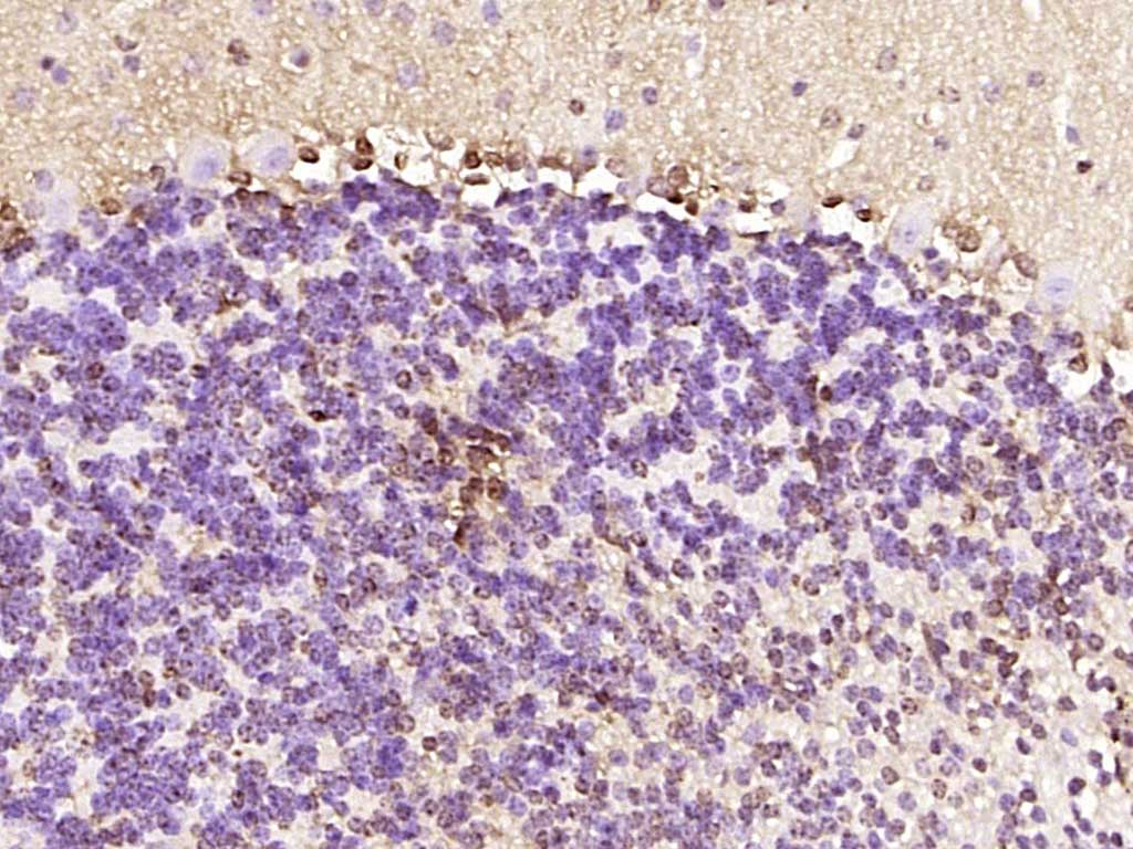 RNF111 Rabbit pAb(bs-10937R)-5