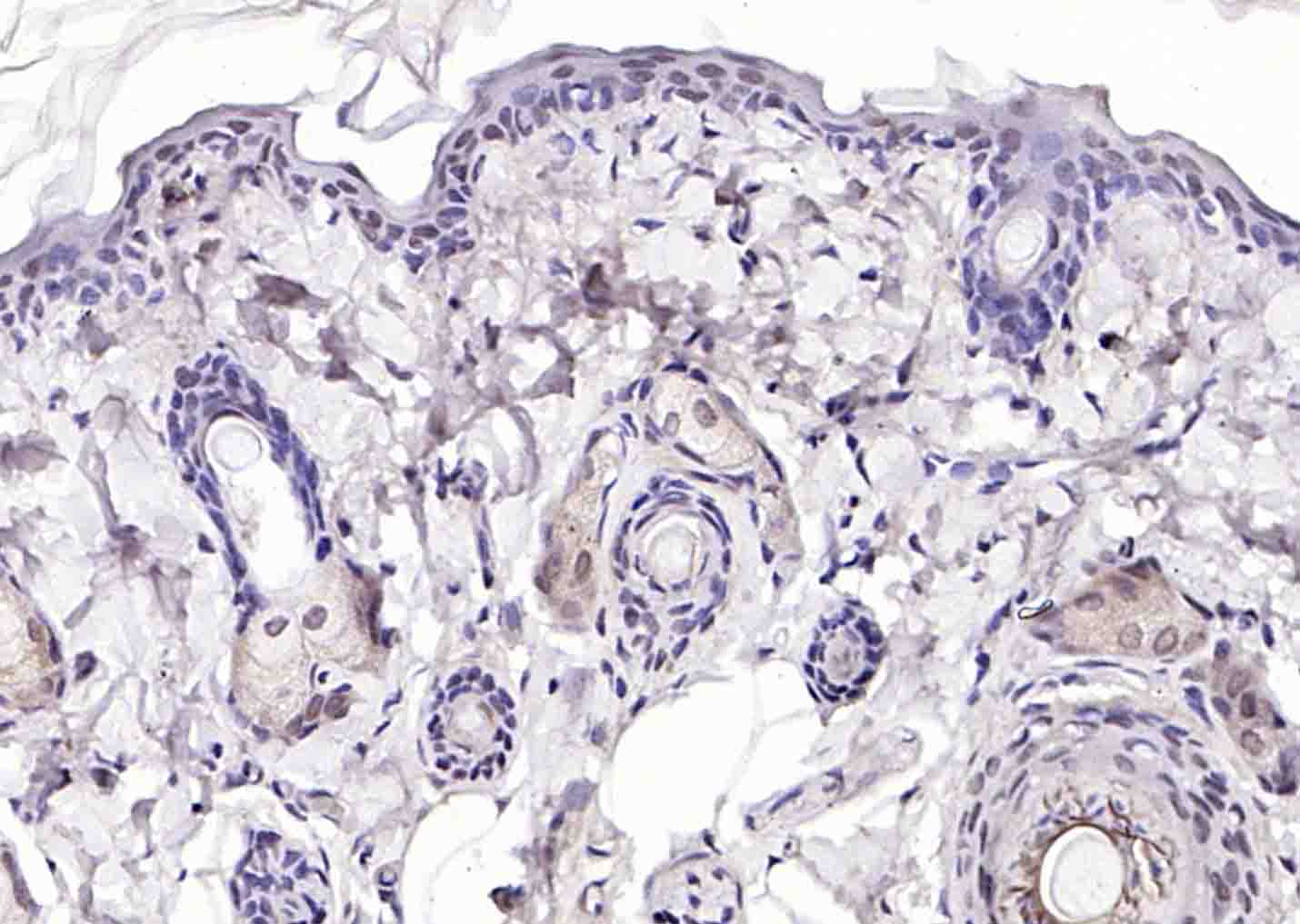 phospho-P53 (Ser392) Rabbit pA