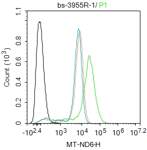 MT-ND6 Rabbit pAb(bs-3955R)-50
