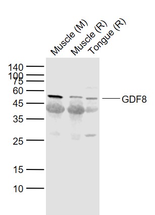 GDF8 Rabbit pAb(bs-1288R)-50ul