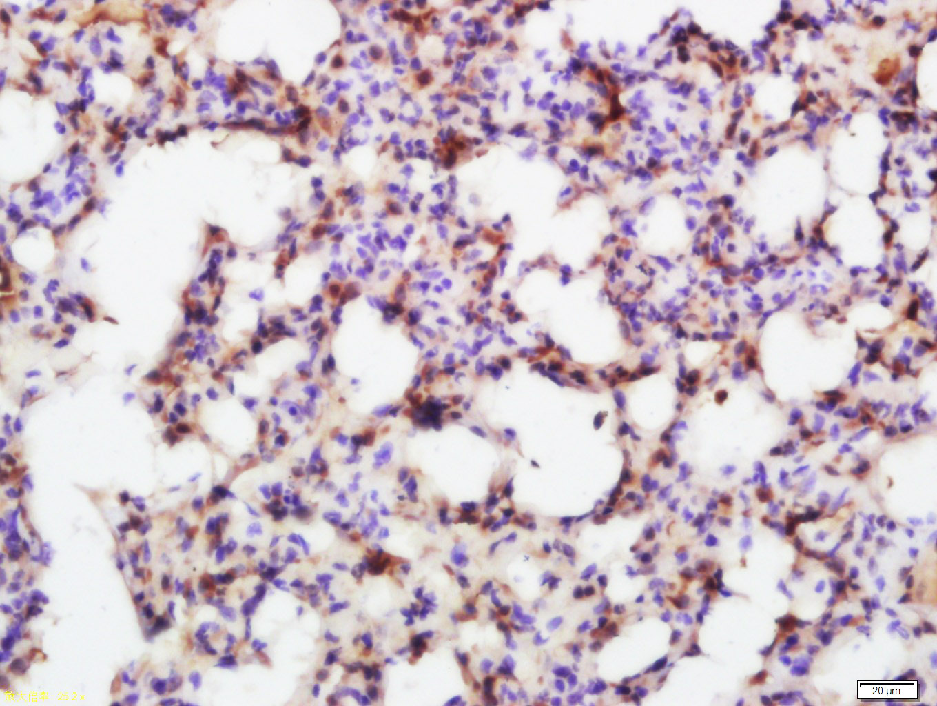 SMAD7 Rabbit pAb(bs-0566R)-50u