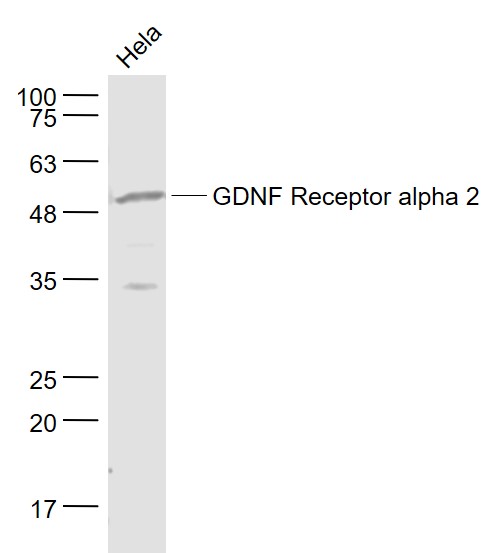GDNF Receptor alpha 2 Rabbit p