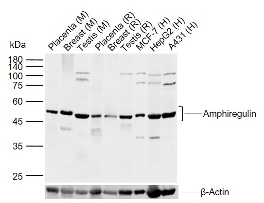 产品细节图片10