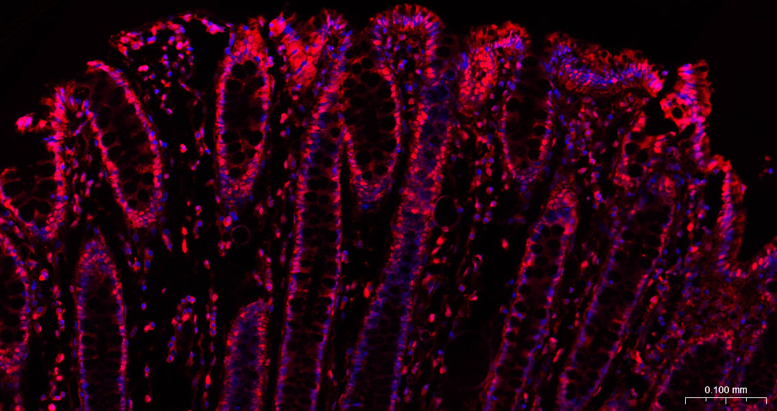 GAPDH Rabbit pAb, Loading Cont