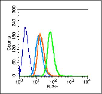 Pan Cytokeratin Rabbit pAb(bs-